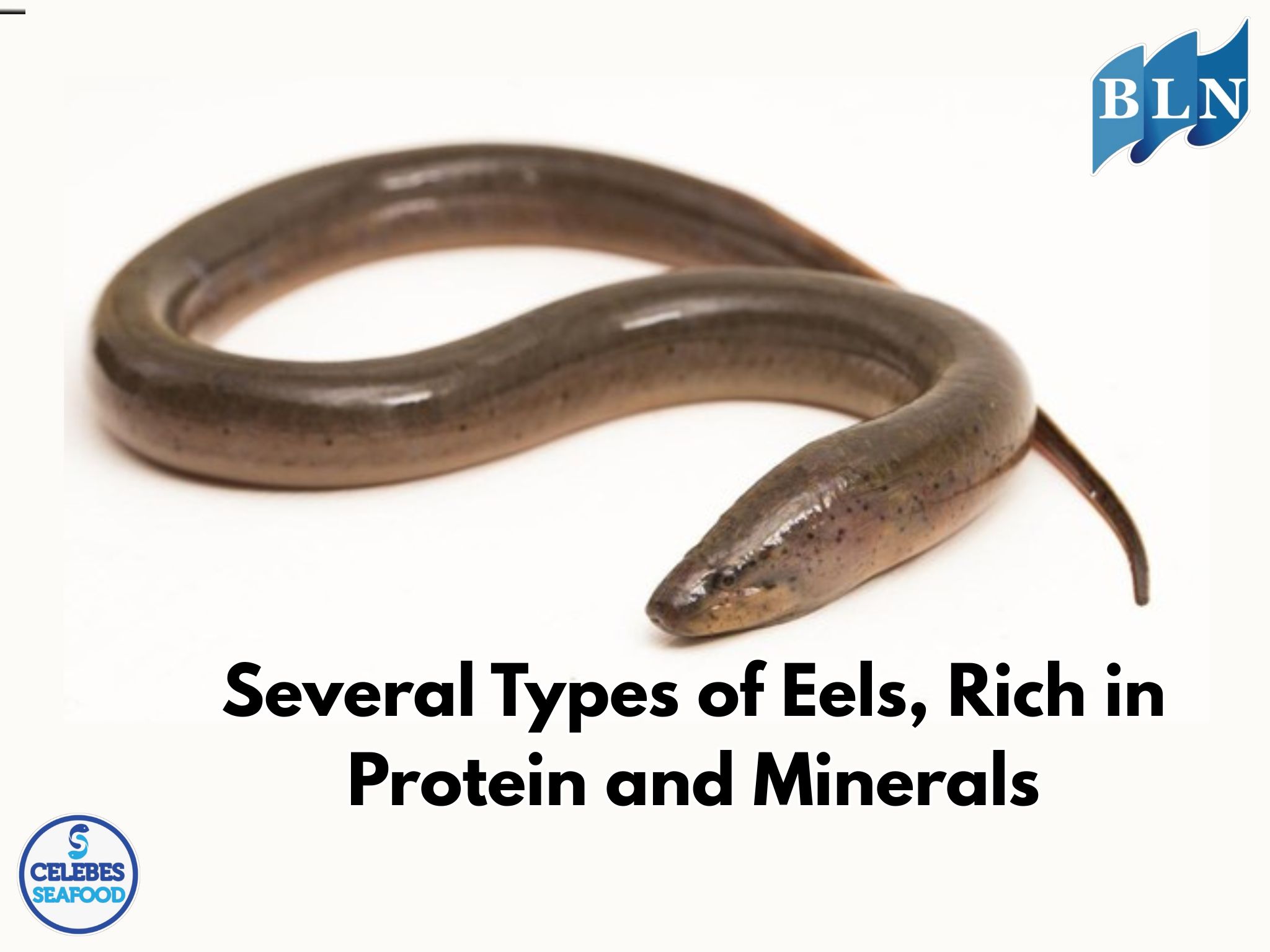 Several Types of Eels, Rich in Protein and Minerals